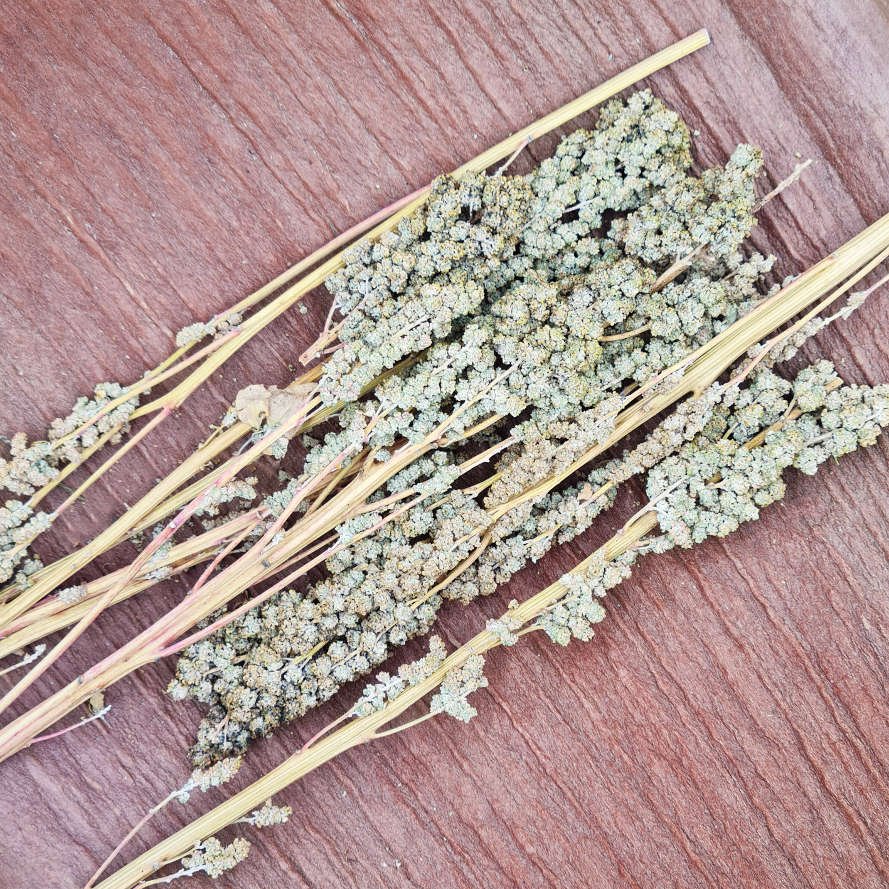 Quinoa an der Rispe