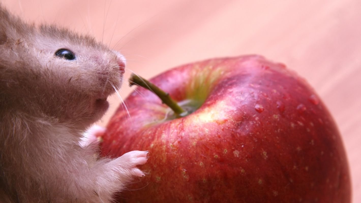 Hamster mit Apfel
