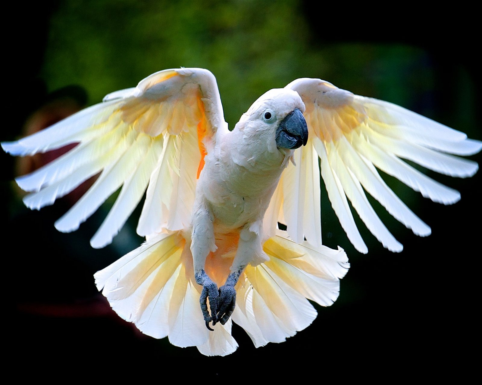 fliegender Kakadu